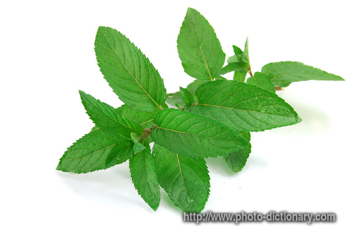 5916mint_leaves.jpg