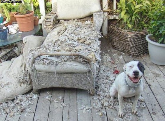 dog30.jpg