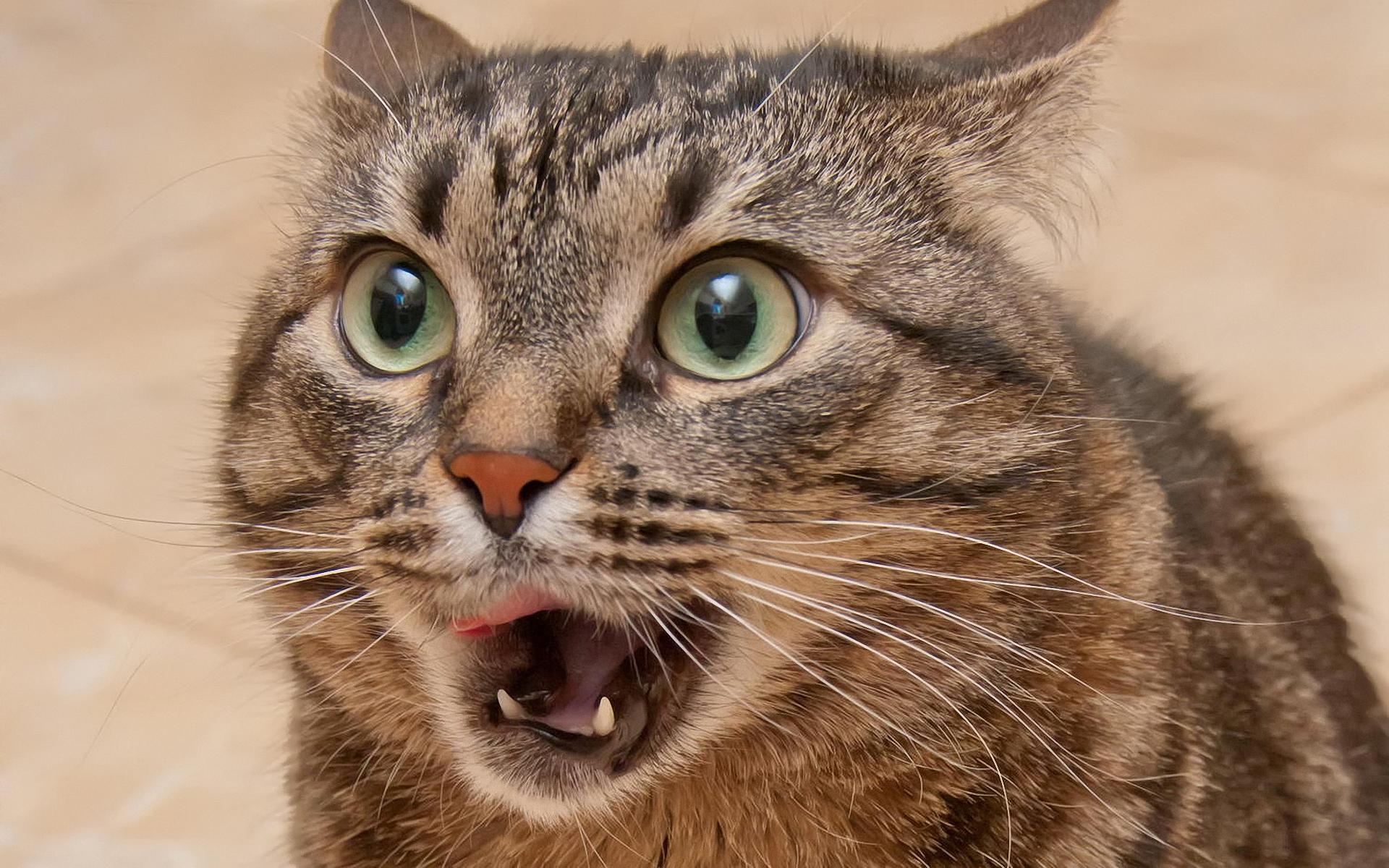 oh-my-god-it-s-jerry.jpg