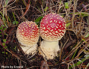 amanita_info7_1.jpg