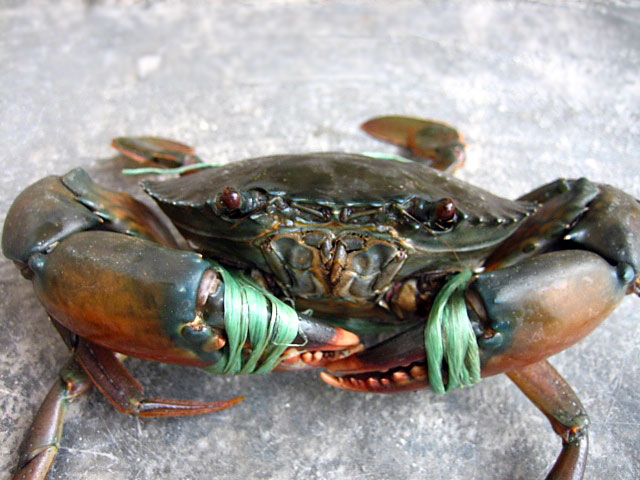 mud_crab.jpg