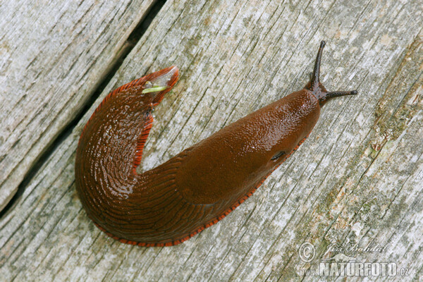 spanish-slug-25281.jpg