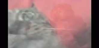 vietnam-cats.gif