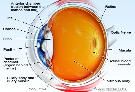 eye-anatomy.jpg