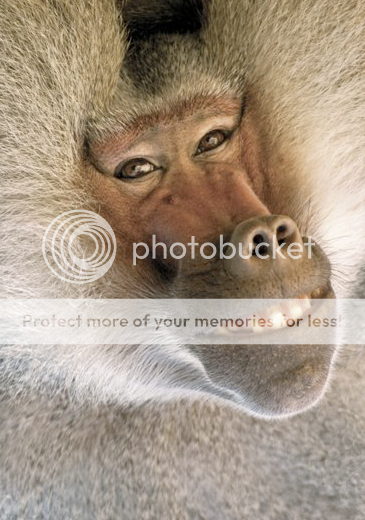 Baboon.png