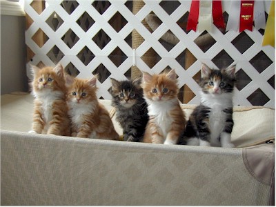 mandykittens1.jpg