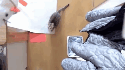 cat_got_ups.gif