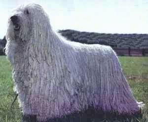 komondor.jpg