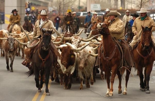 cowsintown.jpg