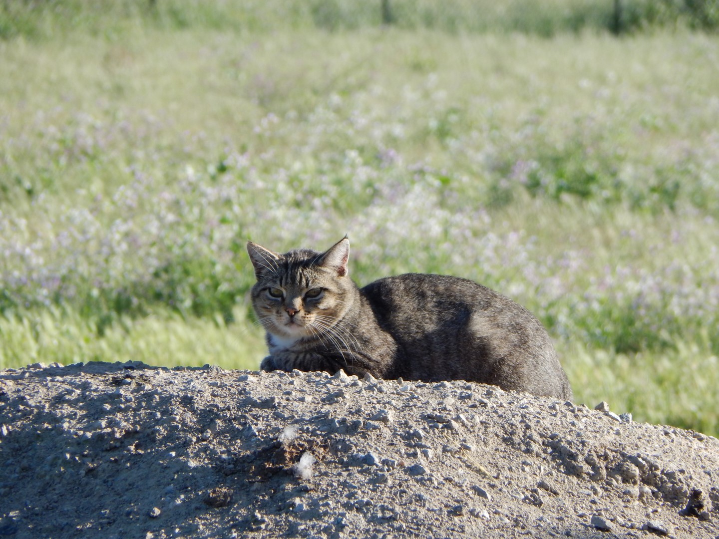 dscn1563-large-jpg.180154