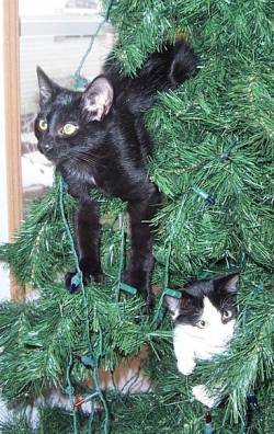Charley_and_Mischief_in_a_tree.jpg