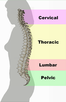 230px-Spinal_column_curvature.png