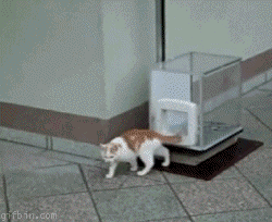 cat_elevator.gif